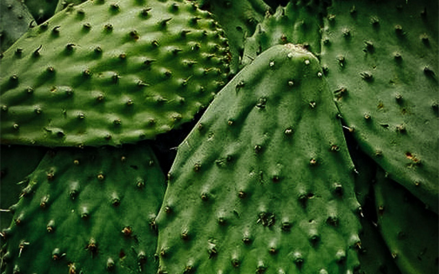 nopales-restaurante-mexicano-cerca-de-mi